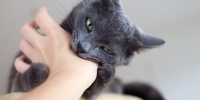 Behavioral Consult