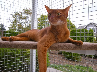 Environmental enrichment ideas