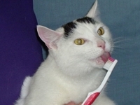 Dental