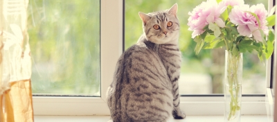Don’t drop that grape! Poison Prevention in Cats
